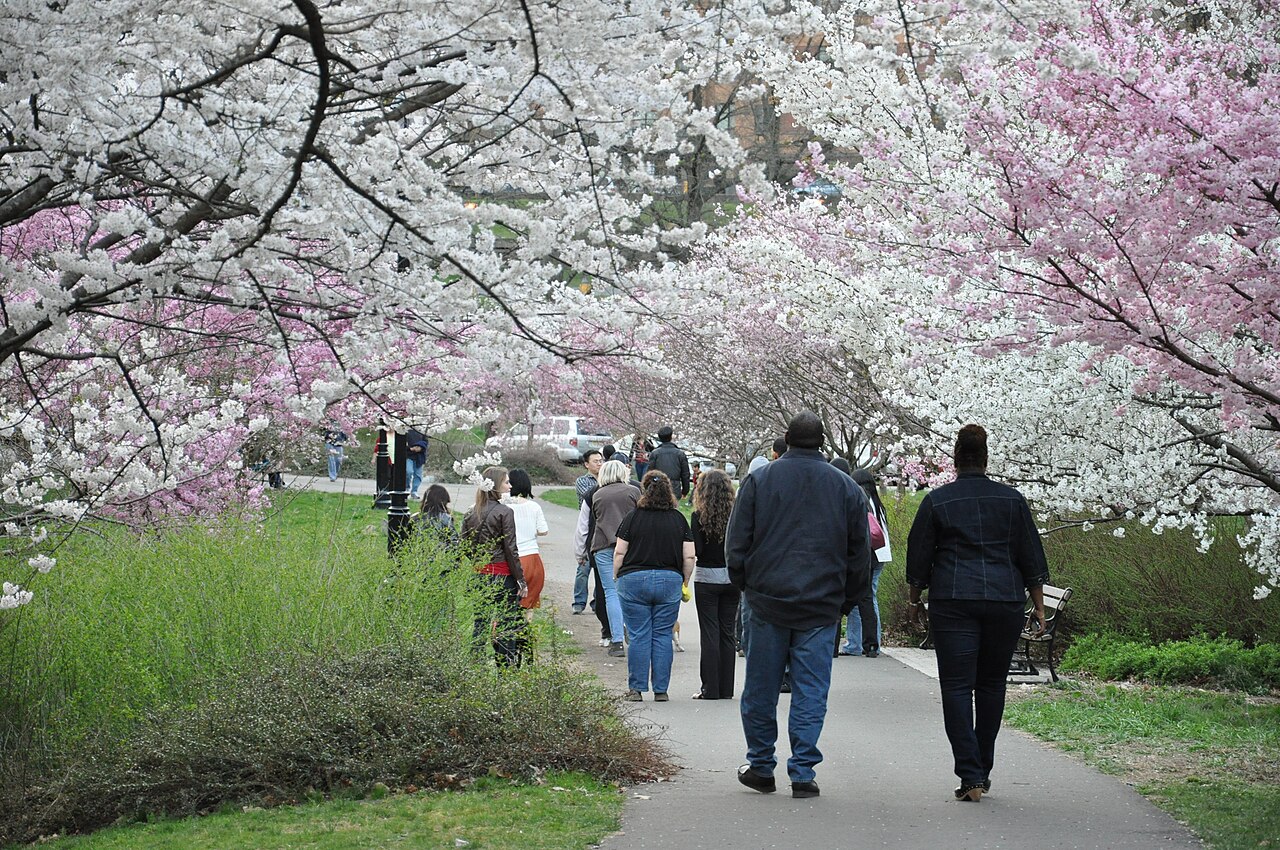 Cherry blossoms in Branch Brook Park in Newark, New Jersey